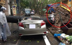 Hà Nội: Cây xanh bật gốc đè bẹp dúm xe Toyota Vios