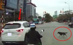 Video: Chó chờ đèn đỏ mới sang đường nhưng tài xế lái Mazda CX-5 lại cho xe vượt đèn đỏ