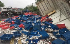 Quảng Bình: Ô tô tải bị lật, hàng nghìn con cá đông lạnh tràn ra quốc lộ 1A