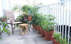 Trồng gì ở ban công nhà chung cư?