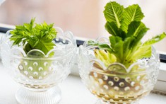 Trồng rau từ gốc bỏ đi - bạn đã biết cách?