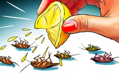 Cách nhanh chóng để loại bỏ các loài vật, côn trùng khỏi nhà bạn