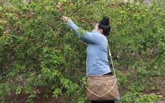 Mận chín đỏ cây không có người mua, nông dân Sơn La lo đói