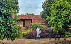 Trải nghiệm cuộc sống nông thôn với nhà nghỉ dưỡng mái dốc sát đất