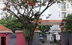 Đốn hạ hàng loạt cây phượng, phụ huynh lo ngại mảng xanh trong trường