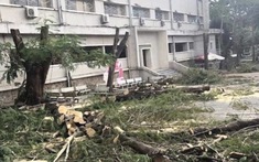 Gốc phượng lung lay nhưng lòng người nên vững