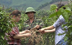 Ba Chẽ quyết tâm trở thành trung tâm kinh tế lâm nghiệp và cây dược liệu