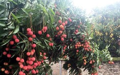 Lô vải thiều đầu tiên của Bắc Giang xuất khẩu sang Nhật Bản