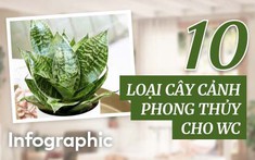 [Infographic] 10 loại cây cảnh phong thủy giảm mùi hôi và độc tố cho nhà vệ sinh