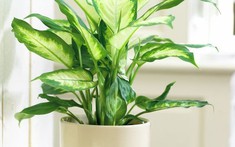 Gợi ý những cây cảnh ưa bóng vừa dễ trồng, vừa thanh lọc không khí trong nhà