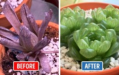 Cách nào để hồi sinh những chậu cây tưởng như "sắp chào tạm biệt thế giới"?