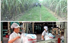 Triển khai giải pháp phát triển ngành mía đường trong tình hình mới