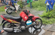 TP Hồ Chí Minh: Phượng lại "ngã" sau cơn mưa lớn, một shipper bị cây đè gãy xe