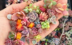 Trồng ngay sen đá mini – loài cây mọng nước nhỏ bé nhưng hữu ích không ngờ