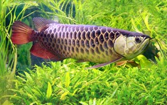 Tìm hiểu về biểu tượng cá rồng trong phong thủy