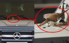 Video: Hoàng tử Dubai "cách ly" chiếc xe Mercedes-Benz G-Class vì có chim làm tổ trên nắp capô
