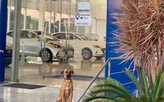 Chú chó trở thành "nhân viên" của đại lý ô tô Hyundai nhờ chiến lược "đẹp trai không bằng chai mặt"
