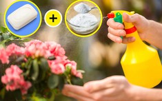 5 mẹo nhỏ với baking soda để bạn chăm sóc khu vườn của mình