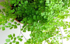 Cây trồng ban công - Nên chọn loại cây nào và chăm sóc ra sao?