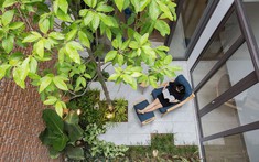 Trồng cây gì ở giếng trời để nhà xanh mát, giàu sinh khí?