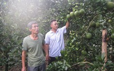 Thăm vườn cây trái thu trăm triệu mỗi năm của cựu chiến binh bản Thịnh Lang 1