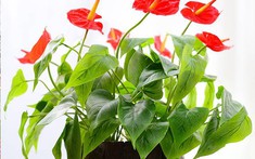 Cây hồng môn có ý nghĩa gì? Vai trò của cây hồng môn trong phong thủy?