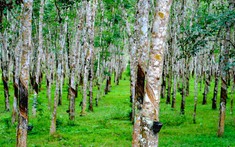 Đất trồng cây lâu năm là gì và các vấn đề pháp lý liên quan