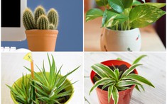 15 loại cây cảnh văn phòng đẹp và cực dễ trồng