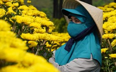 Người trồng hoa, bán hoa như “ngồi trên đống lửa” vì lo ế hàng dịp Tết