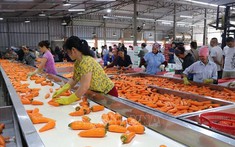 Dịch bệnh lùi đến đâu, khôi phục sản xuất ngay đến đó