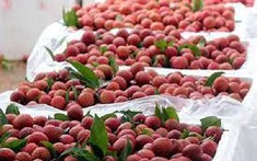 Bắc Giang xuất khẩu 15 tấn vải thiều sang thị trường Nhật Bản