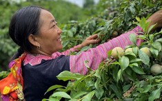 Shopee triển khai hỗ trợ xúc tiến tiêu thụ nông sản các địa phương trên sàn TMĐT