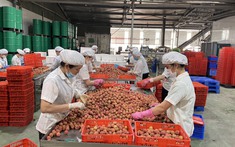 Mùa vải lịch sử và kỳ tích từ tâm dịch Bắc Giang