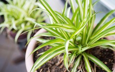 Gọi tên 10 loại cây lọc không khí trong nhà tốt nhất hiện nay
