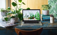 25+ cây cảnh để bàn đẹp, mang lại nhiều may mắn, tài lộc