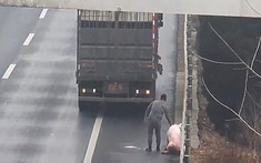 Video: Lùi ô tô tải trên cao tốc để bắt lợn rơi khỏi xe khác, tài xế bị phạt