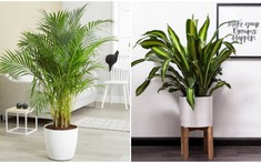 15 loại cây lọc không khí nên trồng trong nhà