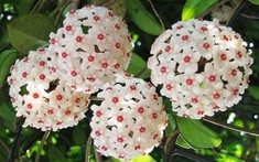 6 loại cây có mùi thơm giúp nhà luôn ngát hương mà không cần tới nước xịt phòng