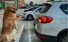 Video: Chú chó này chính là "cảm biến đỗ xe" đáng tin cậy nhất trên đời