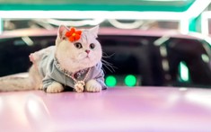 Chuyện lạ: Con mèo 2 tuổi này là một người mẫu xe thành công với thu nhập hàng trăm triệu mỗi tháng