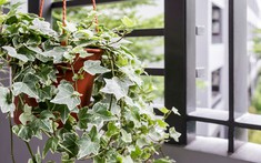 10 cây trồng trong phòng ngủ sản sinh oxy, thanh lọc không khí giúp bạn ngon giấc hàng đêm