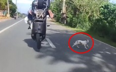 Video: Tông trúng chó chạy rông sang đường, 2 người đi xe máy ngã cắm đầu xuống đường