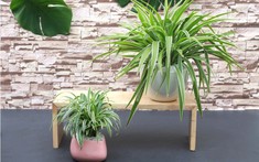 Mách bạn “tuyệt chiêu” hút ẩm không khí bằng 10 loại cây trồng trong nhà