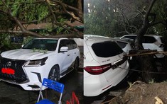 Hà Nội: Cây xanh bật gốc, đè trúng Lexus LX570 đắt tiền cùng nhiều ô tô khác