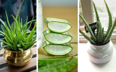 7 loại cây trồng trong nhà có lợi cho sức khỏe