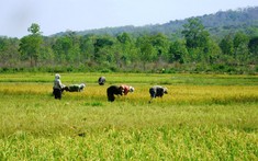 Hà Tĩnh: Chuyển đổi gần 60ha đất trồng lúa sang đất phi nông nghiệp