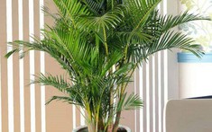 Ý nghĩa cây dừa cảnh trong phong thủy