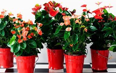 Cây hồng môn và ý nghĩa phong thủy