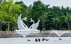 Thiên nga, vịt trời làm tổ trong khu đô thị