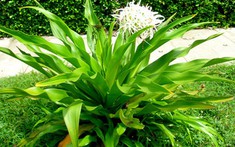 Ý nghĩa phong thủy của cây đại tướng quân